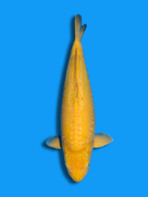 Doitsu Karashigoi | Koi&Co.